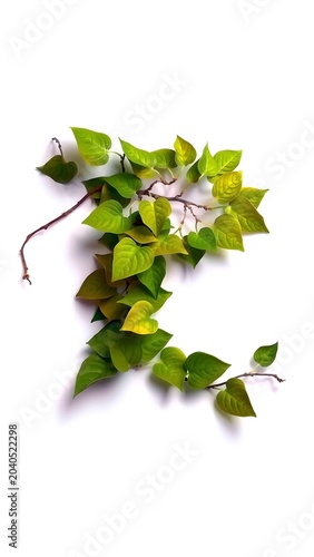 Green Ivy Shape Alphabet Letter D White, Clipping Path