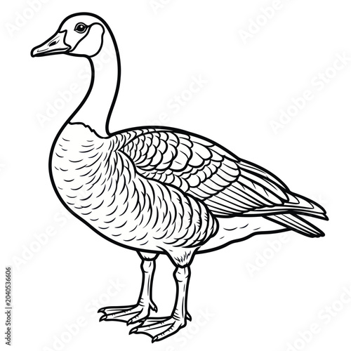 Detailed illustration of a goose standing.
