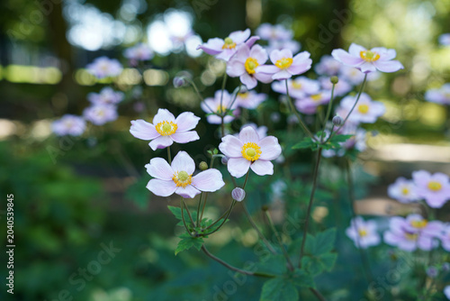 Canvastavla Pink Japanese anemone flowers with soft bokeh in gardenjapanese anemone, anemone