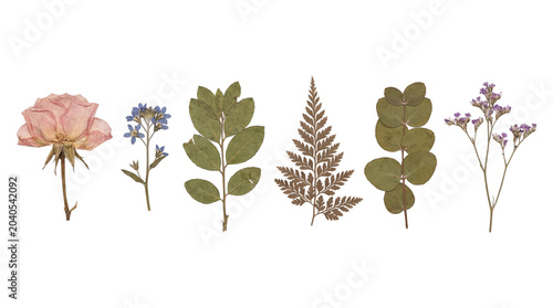 Photos Assorted pressed dried flowers and green leaves herbarium collection