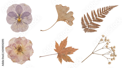 Photography Beautiful pressed dried botanical elements and autumn leaves isolated