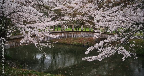 Slow motion shot of little boy running over old wooden bridge in beautiful Japanese park during the spring - slow motion