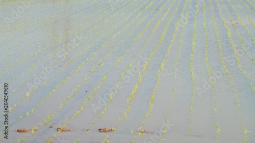 Rice Paddy Field After Planting in the Japanese Countryside