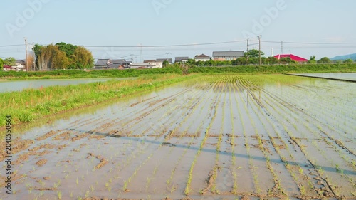 Rice Paddy Field After Planting in the Japanese Countryside