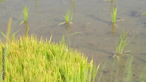 Young Rice Seedlings Growing in a Flooded Paddy Field in Rural Japan