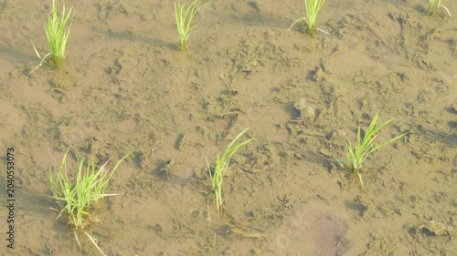 Young Rice Seedlings Growing in a Flooded Paddy Field in Rural Japan
