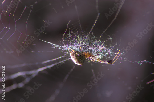 Foto Araña