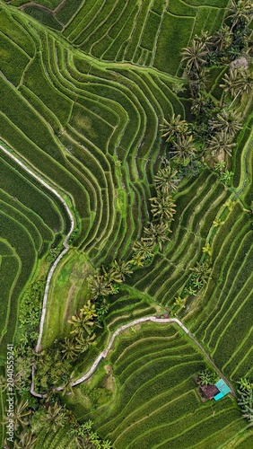 Slika na platnu Rice terraces Southeast Asia drone view