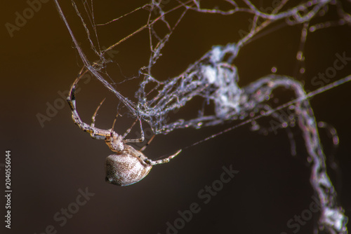 Photos Araña