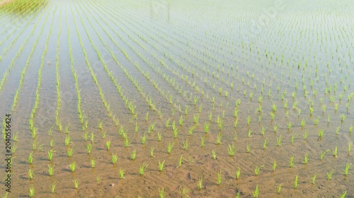 Young Rice Seedlings Growing in a Flooded Paddy Field in Rural Japan