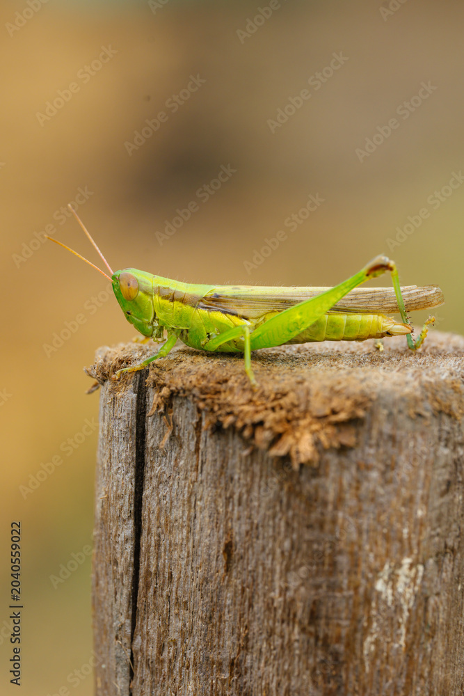 Fototapeta premium green grasshopper on a branch