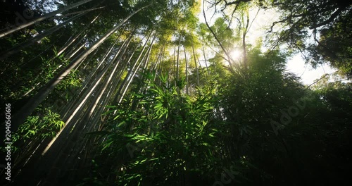 Beautiful steady cam movement through forest and bamboo thicket in slow motion