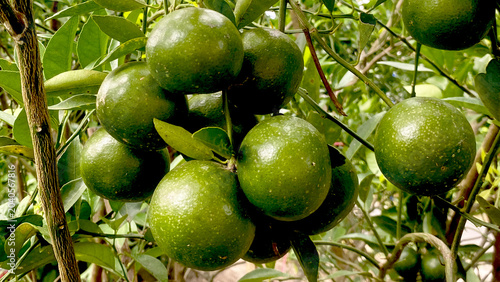 Принти на полотні Bunch of fresh green calamansi oranges hanging on branch