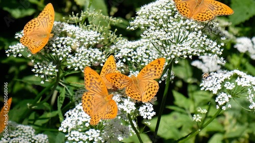 Video of Argynnis butterflies sit on ground elder or Aegopodium podagraria flowers. Zoom effect.