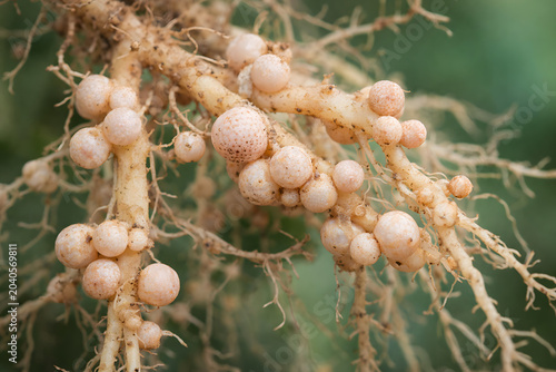 Legume root nodules with nitrogen fixing bacteria, close up plant root symbiosis. Agricultural soil microbiology, Rhizobium bacteria colonies on healthy crop roots, sustainable farming, biological nit