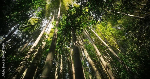 Gorgeous bamboo thicket in Japan - tilt, steady cam shot