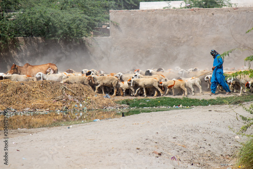 Foto Large herd of goats and sheep walking together in rural village livestock farmin