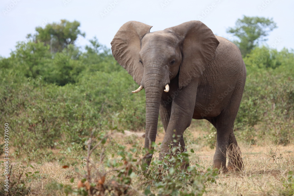 Fototapeta premium Afrikanischer Elefant / African elephant / Loxodonta africana