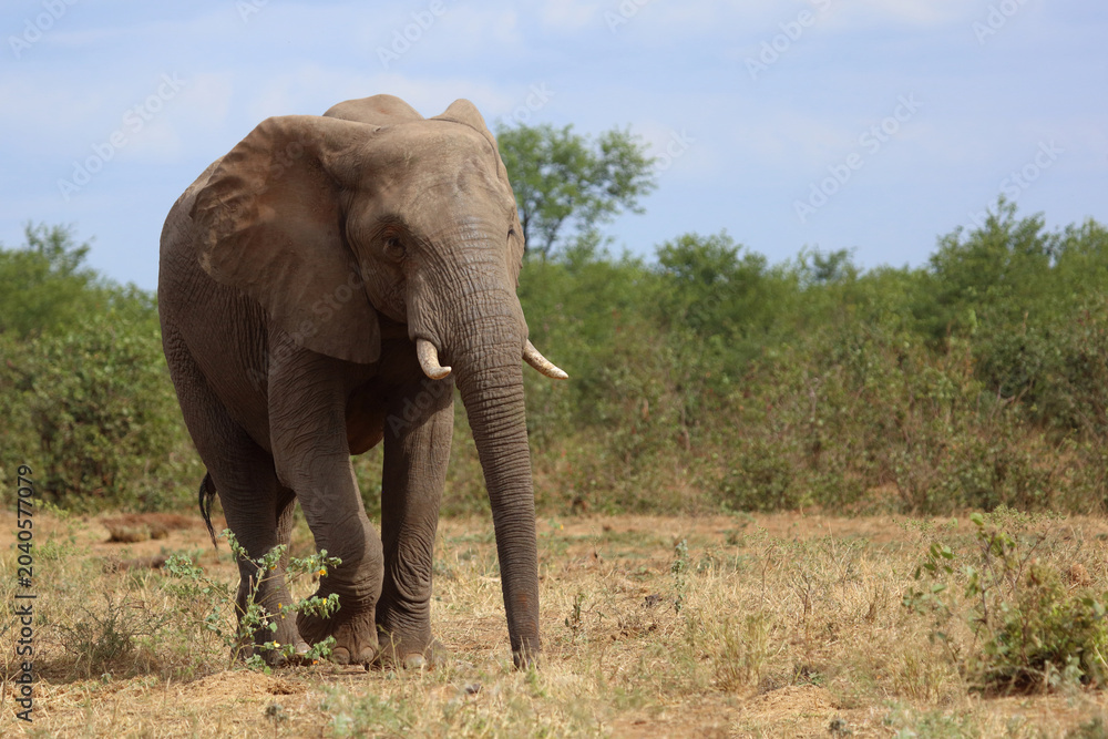 Obraz premium Afrikanischer Elefant / African elephant / Loxodonta africana