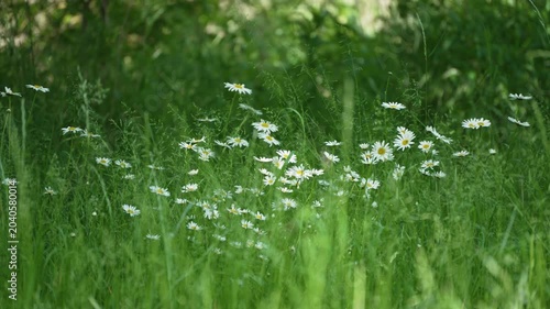 Oxeye daisies bloom in a green meadow under soft summer light. Tall grass and blurred trees create a gentle natural background.
