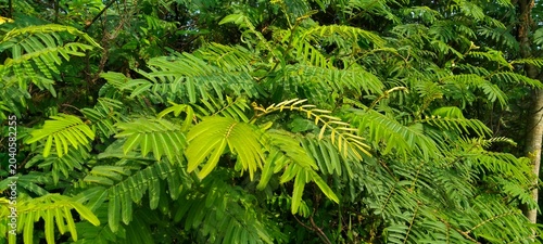 Schilderij op canvas Leucaena leucocephala blossoms under bright outdoor sunlight