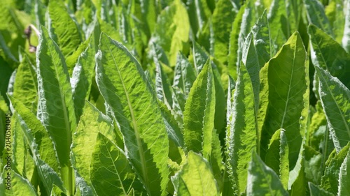Tall lanceolate green leaves stand in bright sunlight with visible veins. The dense foliage creates an abstract botanical park scene.