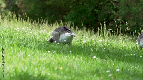 Greylag geese graze low among fresh grass and white daisies in a sunny park. The soft green background creates a quiet wildlife scene.