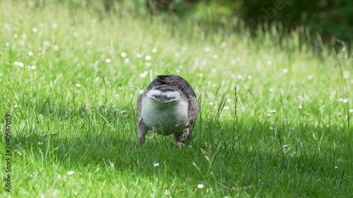 A greylag goose forages alone in tall green grass. Soft focus, sunlight and a quiet park setting give the video preview a gentle natural mood.