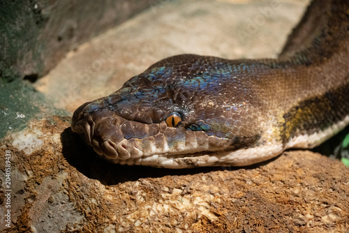Tableau sur toile reticulated python