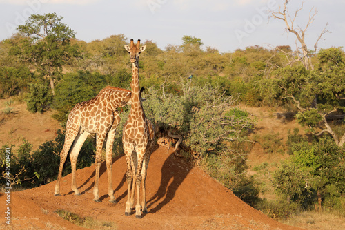 Obraz na plátne Giraffe / Giraffe / Giraffa camelopardalis
