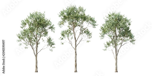 Obraz na płótnie Three green eucalyptus gum trees with long thin trunks and textured leaves