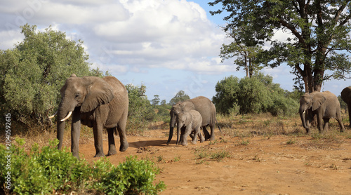 Photography Afrikanischer Elefant / African elephant / Loxodonta africana