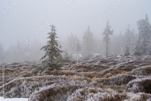 A single young spruce tree covered in hoarfrost on the foreground of a misty mountain slope with frosted grasses, featuring silhouettes of evergreen trees fading into thick white fog in winter.