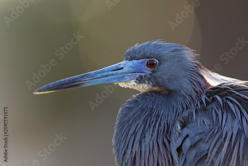 A portrait of a tricolored heron (Egretta tricolor).
