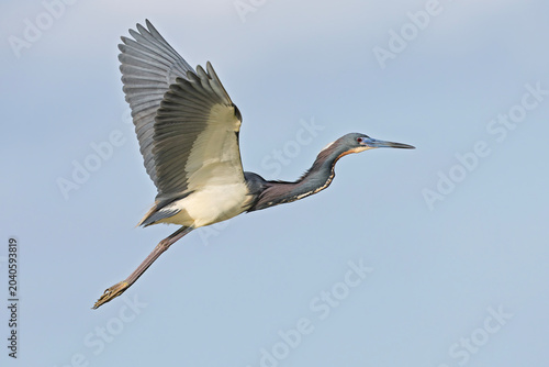 A tricolored heron (Egretta tricolor) in flight.