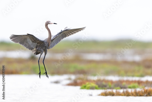 A reddish egret (Egretta rufescens) in flight hunting for fish.