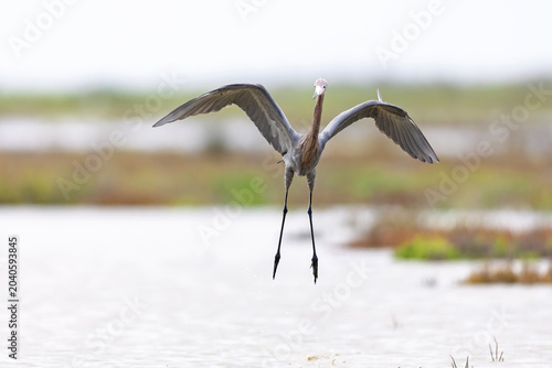 A reddish egret (Egretta rufescens) in flight hunting for fish.