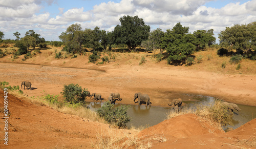Photos Afrikanischer Elefant am Mphongolo River/ African elephant at Mphongolo River /