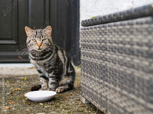 Fotografia Tabby cat sits calmly beside a wicker chair