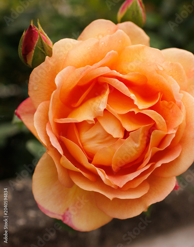rose on a green background 