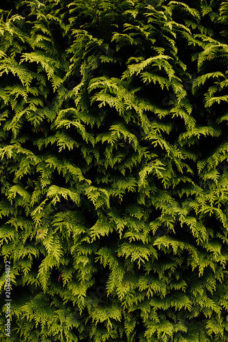 green leaves background