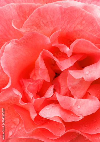 pink rose petals