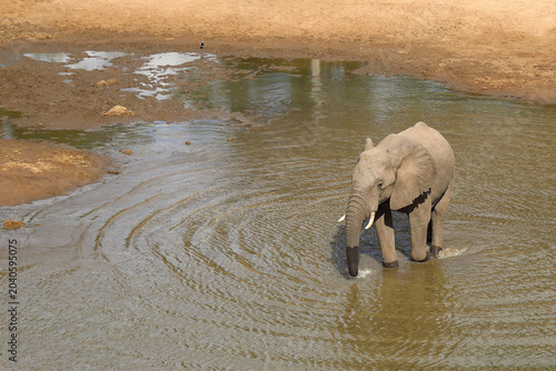 Afrikanischer Elefant / African elephant / Loxodonta africana