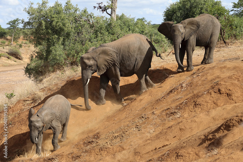 Afrikanischer Elefant / African elephant / Loxodonta africana