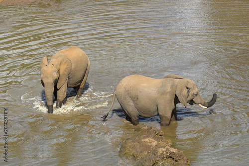 Afrikanischer Elefant / African elephant / Loxodonta africana