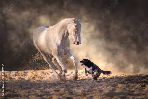 Cremello teke horse play with dog