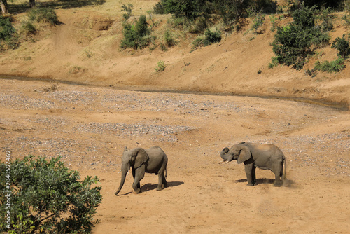 Afrikanischer Elefant am Mphongolo River/ African elephant at Mphongolo River / Loxodonta africana