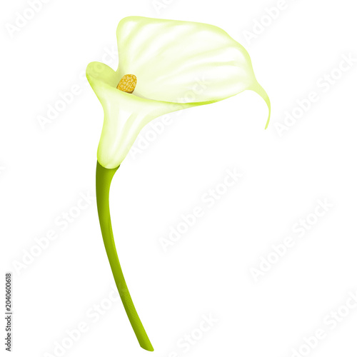 Tableau sur toile calla lily