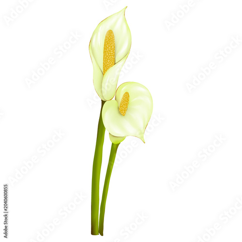 Tableau sur toile calla lily
