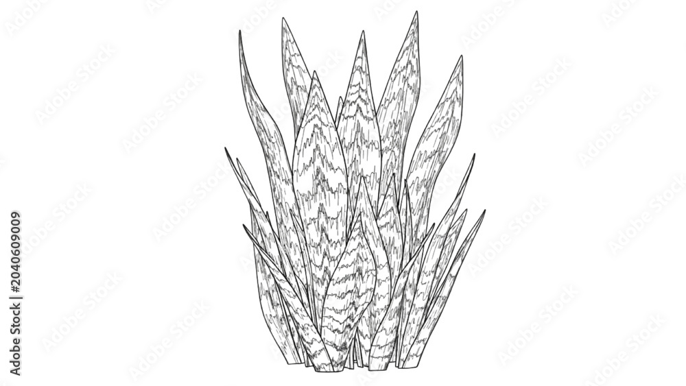 Fototapeta premium 2D CAD Vector illustration of sharp pointed leaves cluster